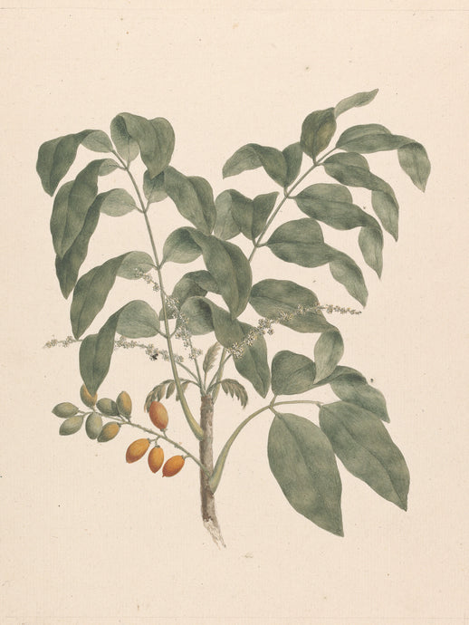 Botanical II