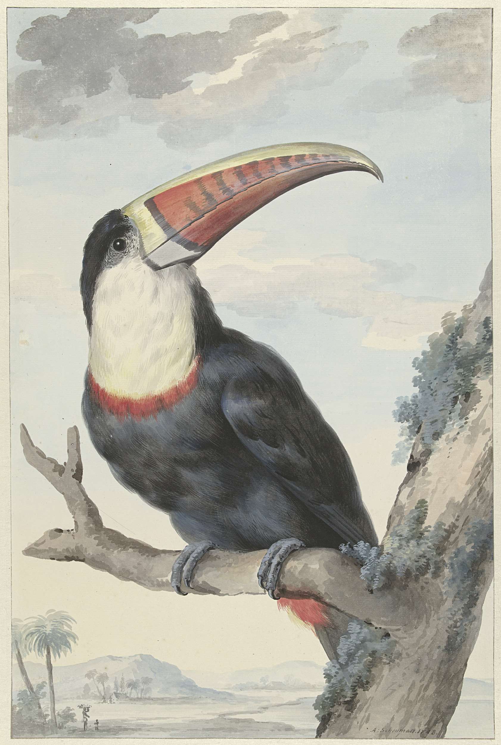 Red-billed Toucan