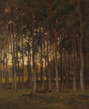 View in the Woods